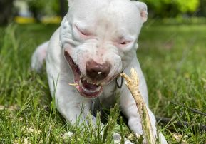 close-up-dog-field_1048944-15877572
