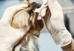 pexels-gustavo-fring-6816865